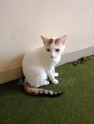 3-6 months Female Mixed Breed American Shorthair