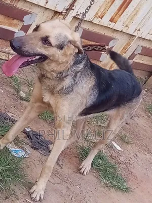6-12 months Male Purebred German Shepherd