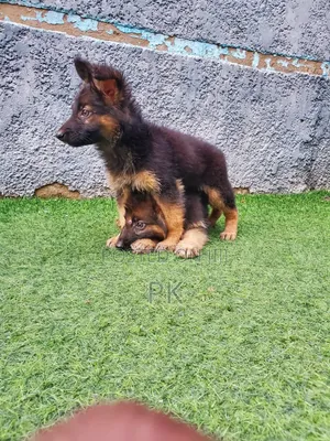 1-3 months Female Purebred German Shepherd
