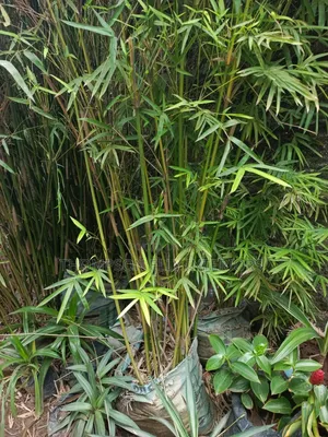 Bamboo Tree
