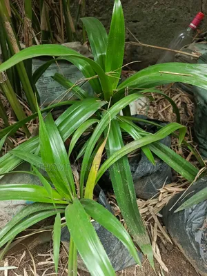 Screw Pine Plant