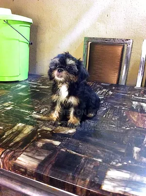 1-3 months Female Purebred Lhasa Apso