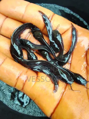 Juvenile Catfish