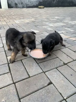 0-1 month Male Purebred German Shepherd