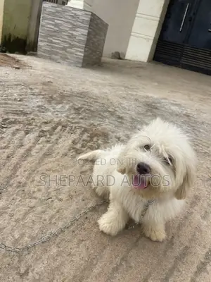 3-6 months Male Mixed Breed Lhasa Apso