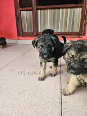 1-3 months Male Purebred German Shepherd