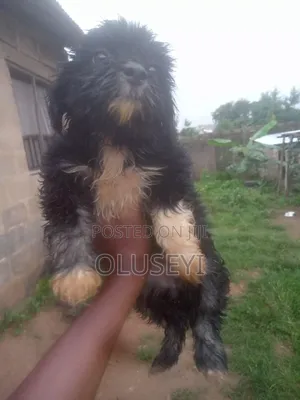1-3 months Male Purebred Lhasa Apso