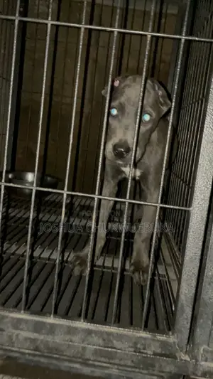 1-3 months Female Purebred Cane Corso