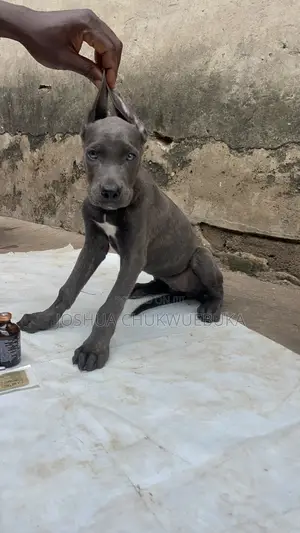 1-3 months Female Purebred Cane Corso