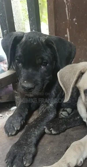 1-3 months Male Purebred Boerboel