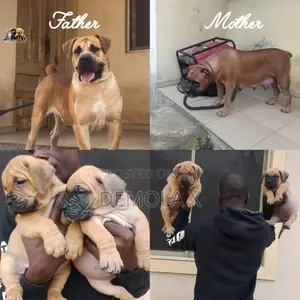 1-3 months Female Purebred Boerboel