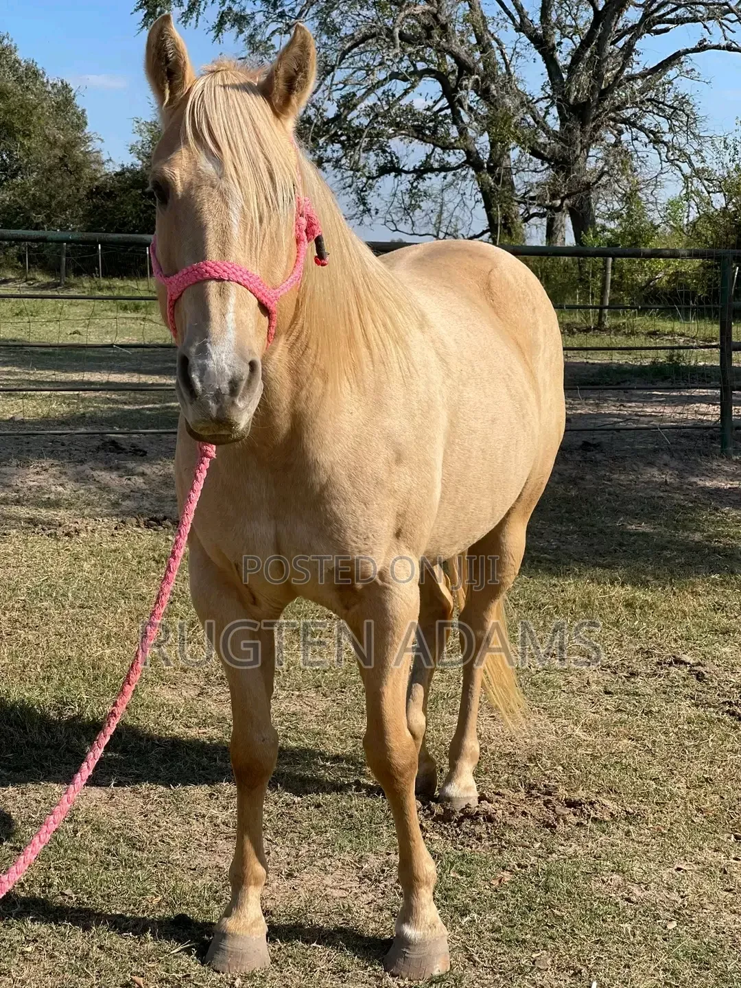 Horse for Adoption