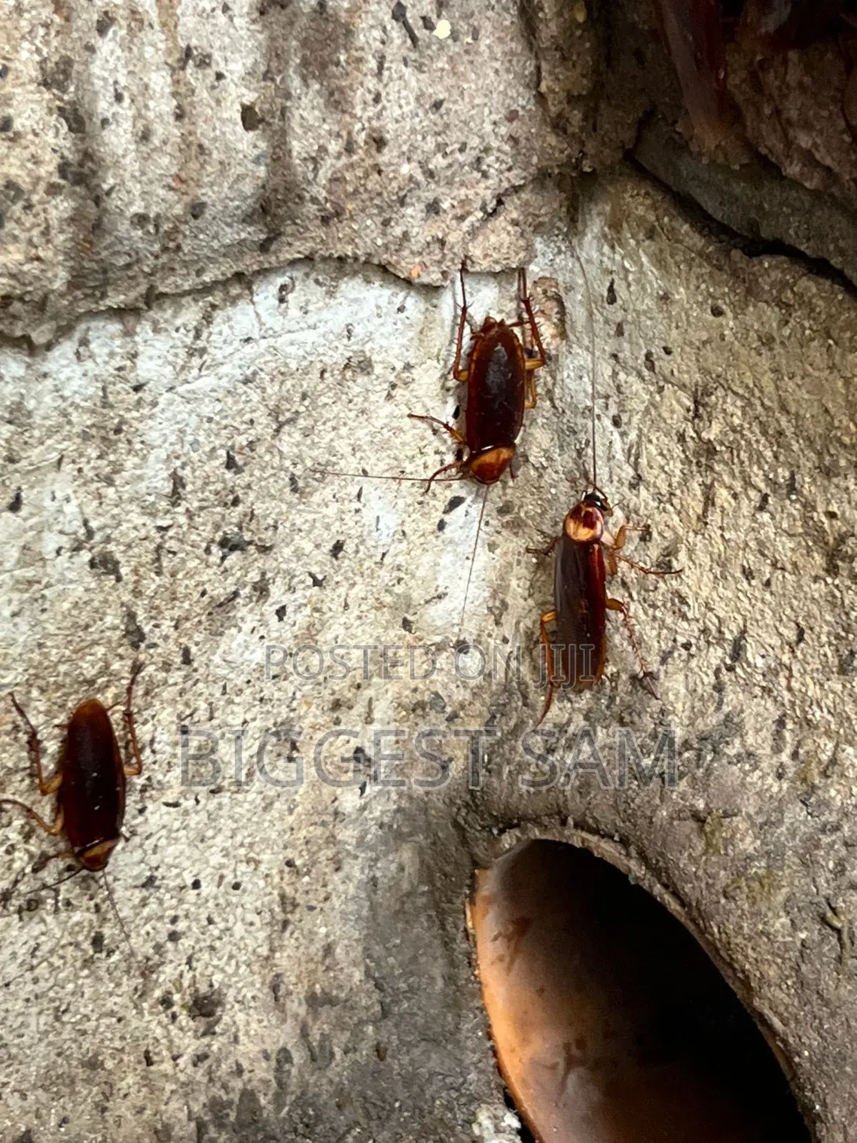 Fumigation / Pest Control Services in Abuja