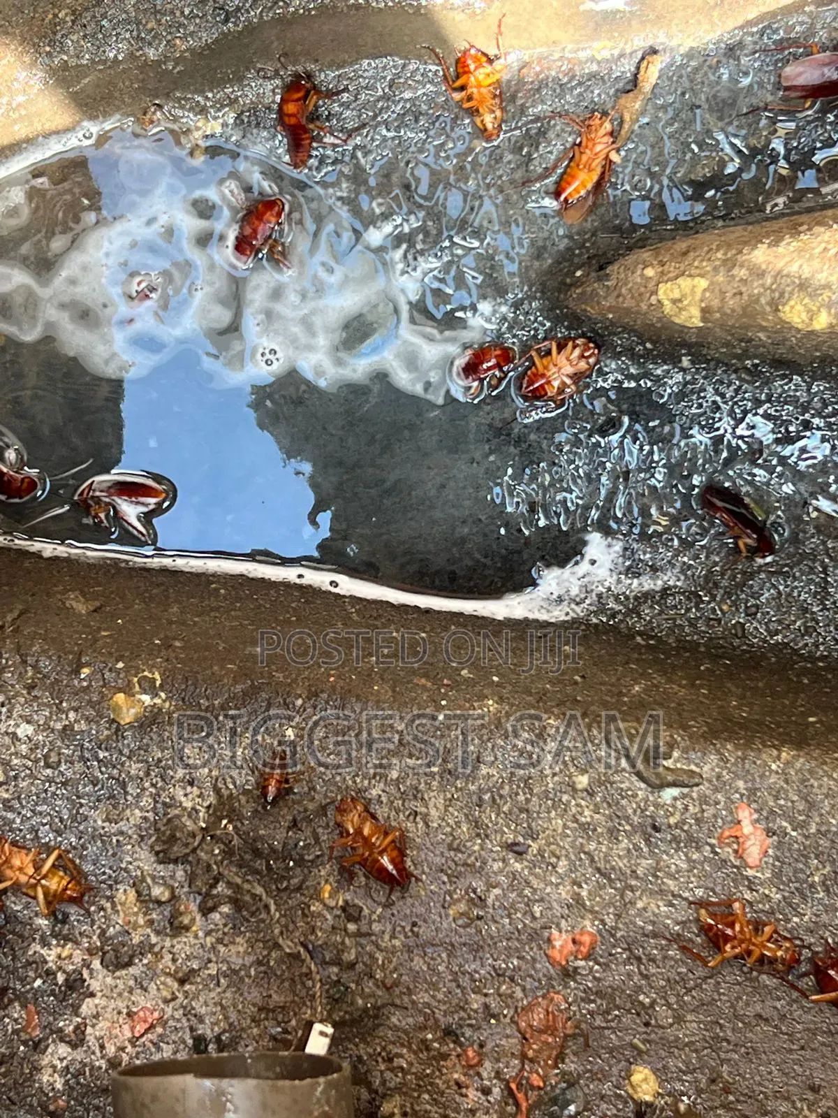 Fumigation / Pest Control Services in Abuja