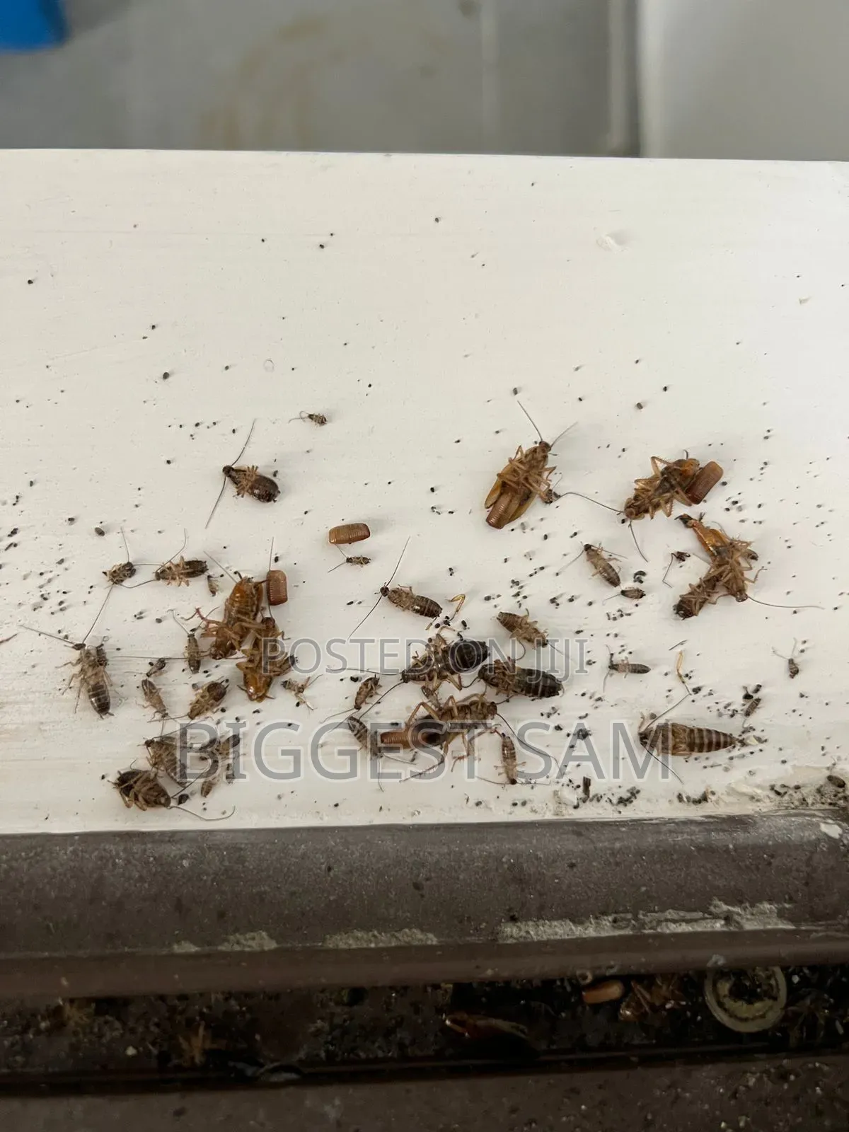 Fumigation / Pest Control Services in Abuja