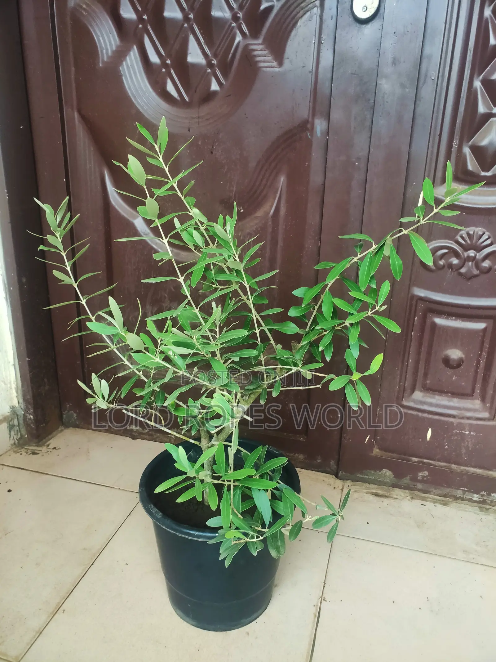 European Olive Tree