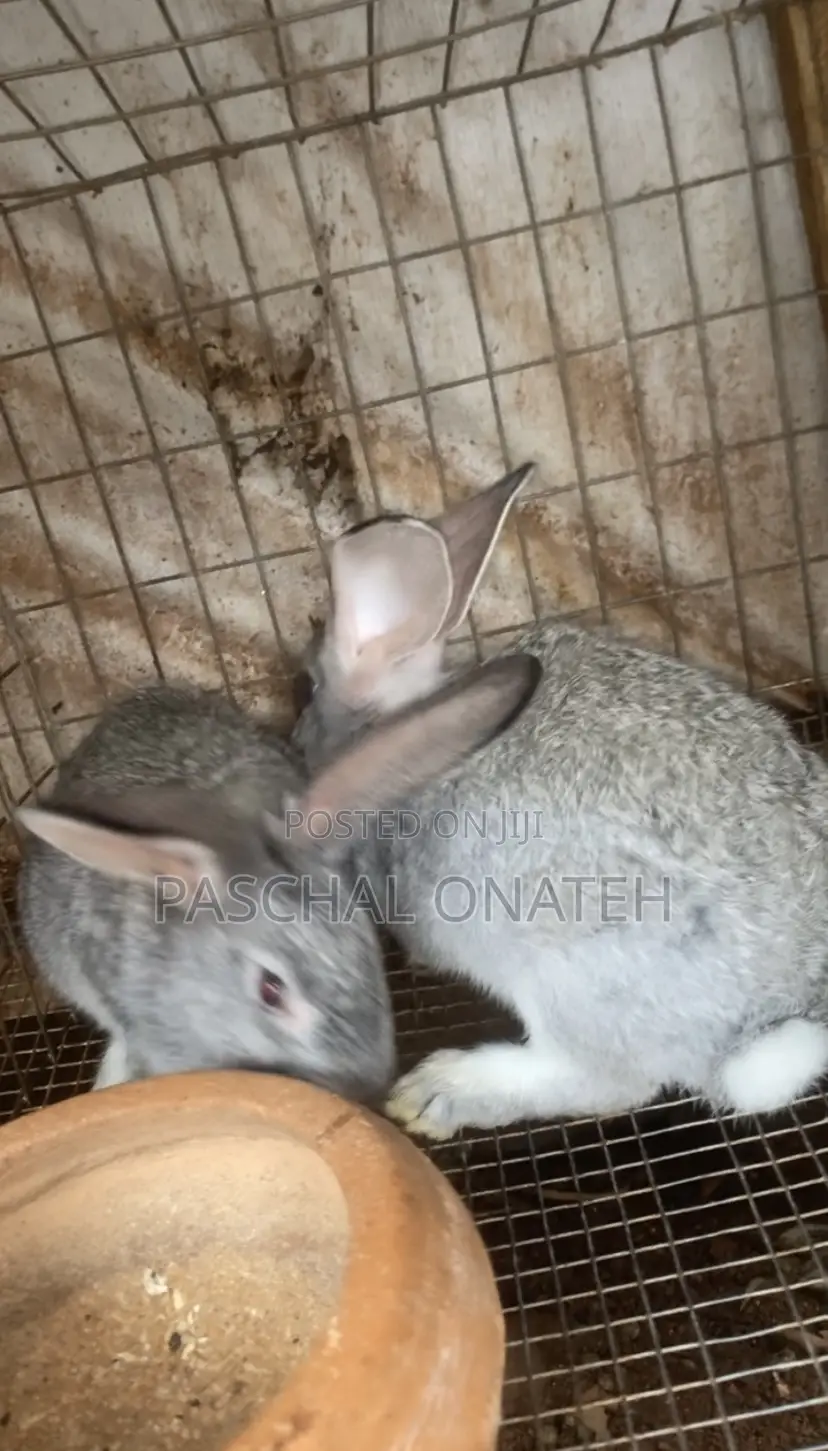 Chinchilla Rabbit Available