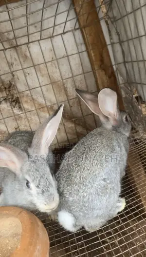 Chinchilla Rabbit Available