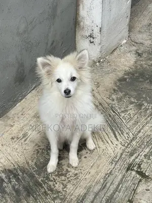 3-6 months Male Purebred American Eskimo