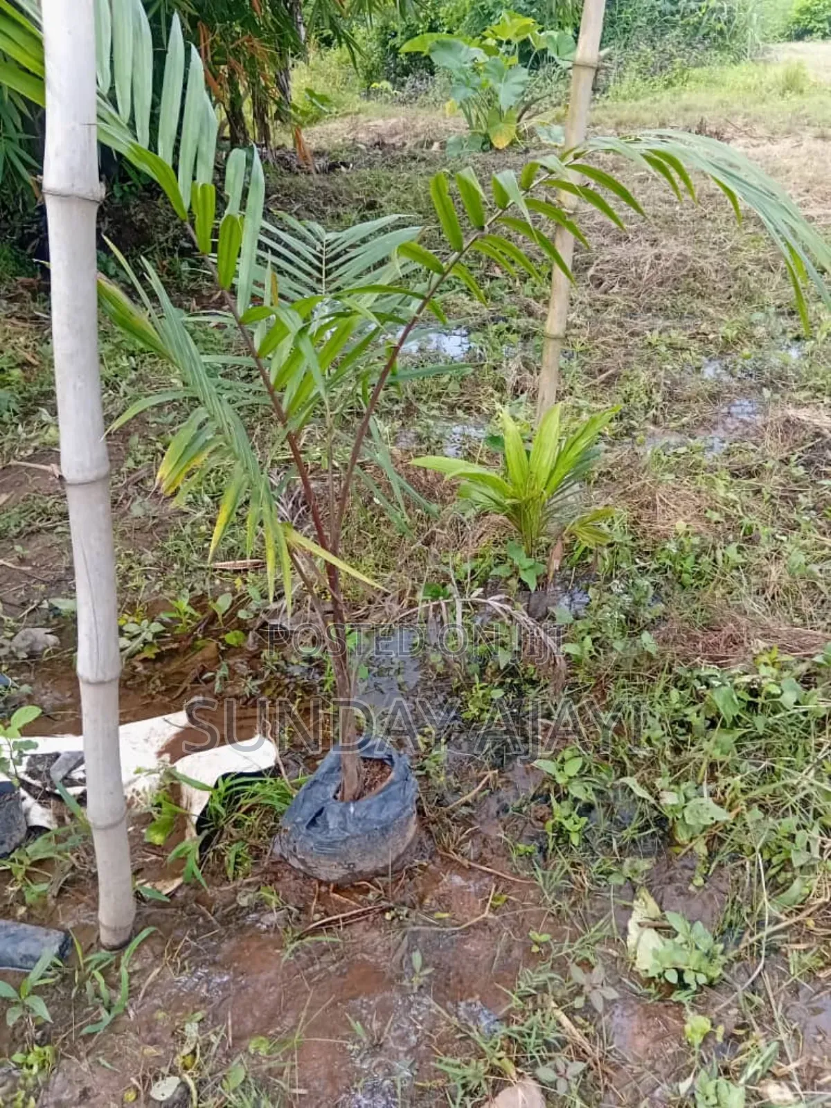 A Plot of Land