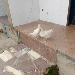 Poultry Birds