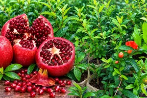 Healthy Pomegranate Seedlings (Flowers Already Forming) – High Yield