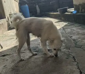 1+ year Female Purebred American Eskimo