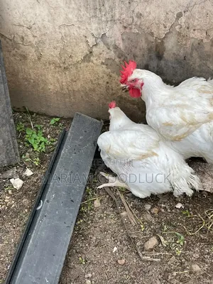 Broilers Full Grow