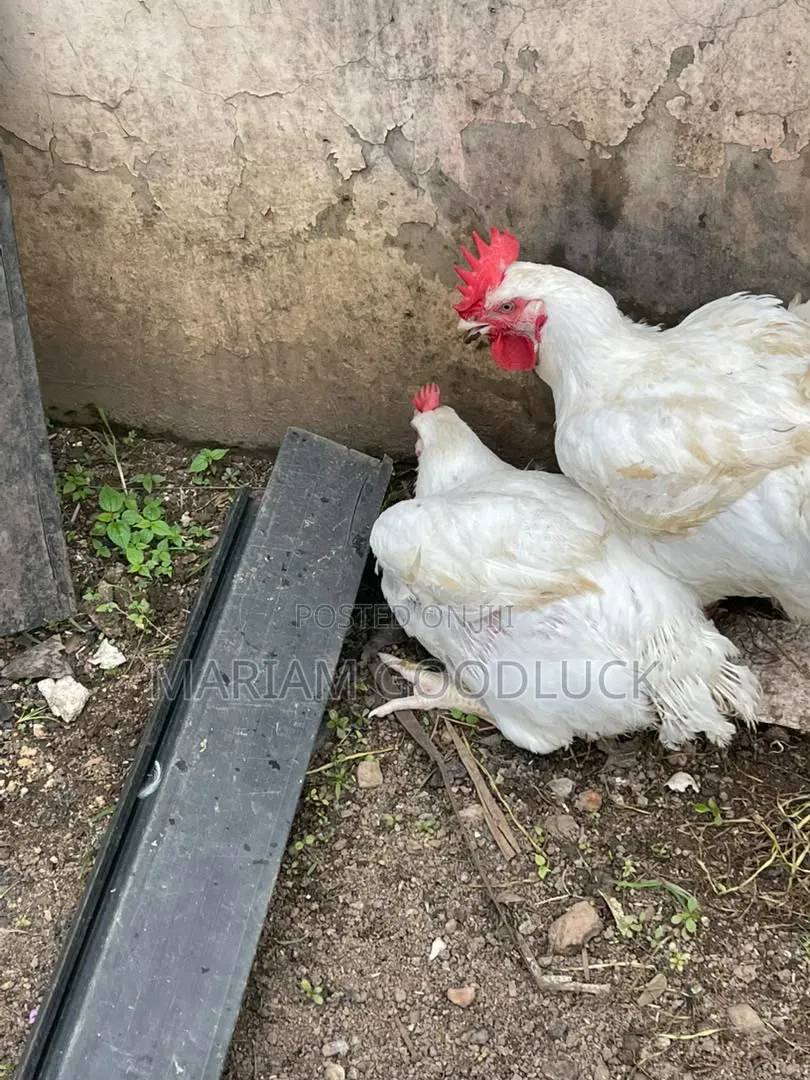 Broilers Full Grow