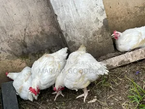 Broilers Full Grow