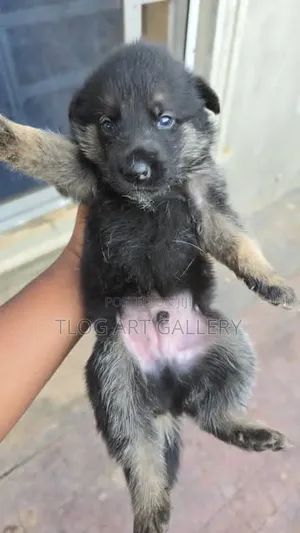 0-1 month Male Purebred German Shepherd