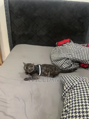 1+ year Male Purebred Persian