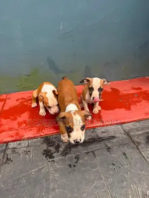 1-3 months Male Purebred American Pit Bull Terrier