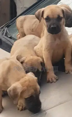 1-3 months Female Purebred Boerboel