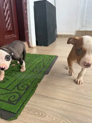 1-3 months Female Purebred American Pit Bull Terrier