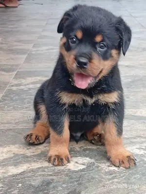 1-3 months Male Purebred Rottweiler