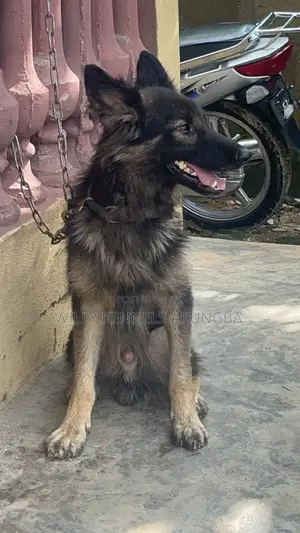 1+ year Male Purebred German Shepherd