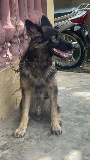1+ year Male Purebred German Shepherd