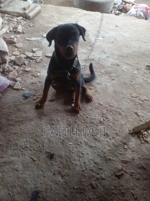 6-12 months Female Purebred Rottweiler