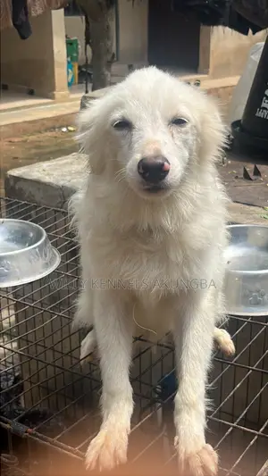 6-12 months Male Purebred American Eskimo