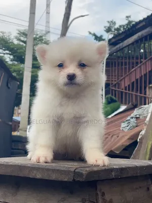1-3 months Female Purebred American Eskimo