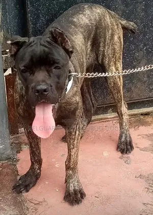 1-3 months Female Purebred Cane Corso