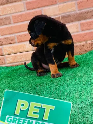 1-3 months Female Purebred Rottweiler