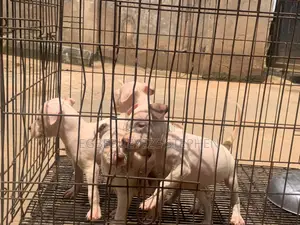 1-3 months Female Purebred American Pit Bull Terrier