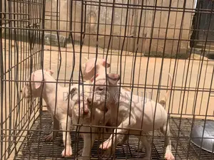 1-3 months Female Purebred American Pit Bull Terrier