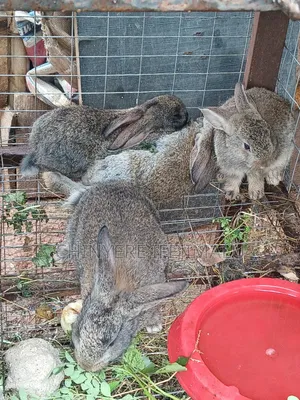 New Zealand Hybrid Rabbits for Sale