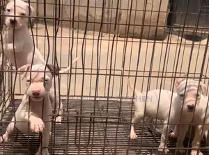 1-3 months Male Purebred American Pit Bull Terrier
