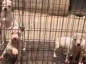 1-3 months Male Purebred American Pit Bull Terrier