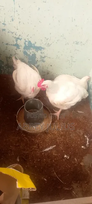 Chicken for Sale