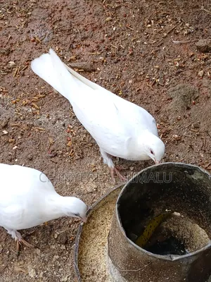 Healthy Pigeons for Sale- Local and Agric Breeds